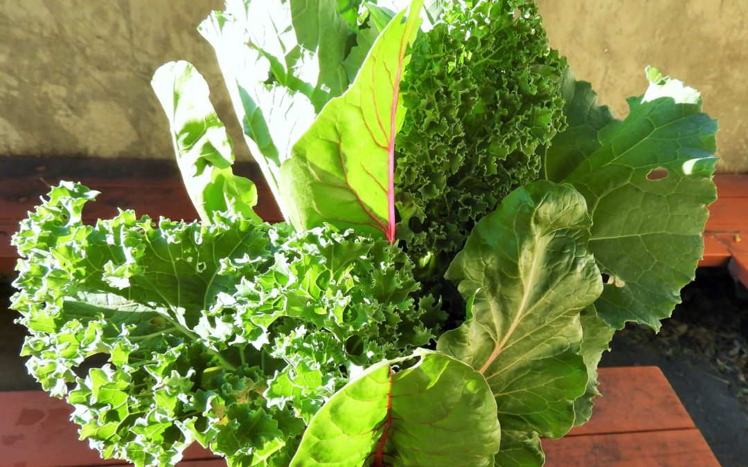 Leafy Greens Linked With Slower Age-Related Cognitive Decline